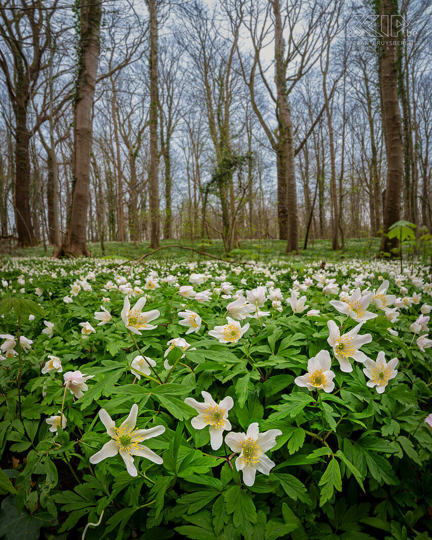 Spring bloomers - Wood anemones in Bertembos  Stefan Cruysberghs